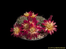 Sulcorebutia tarabucoensis v. callecallensis RB 3341
